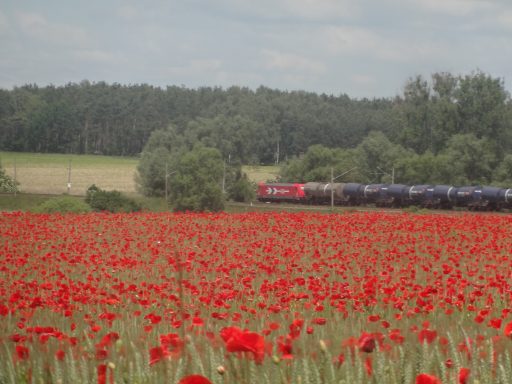 Roter Mohnblumenfeld mit einem vorbeifahrenden Zug im Hintergrund.