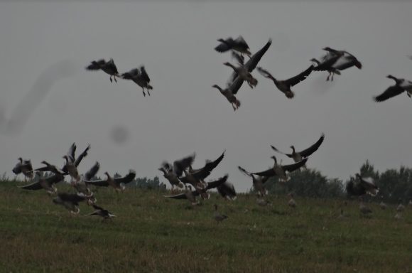 Eine Gruppe von Vögeln fliegt über eine grüne Wiese im grauen Himmel.