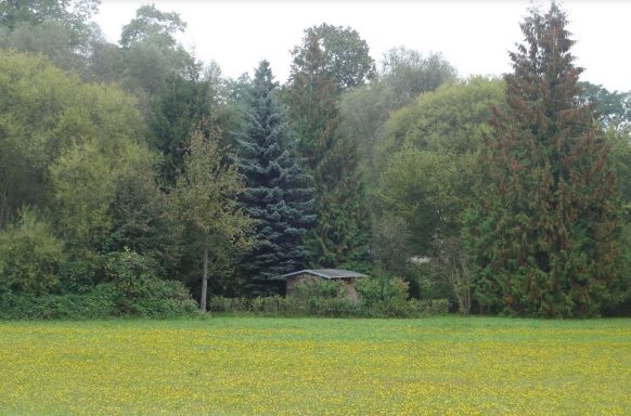 Grüne Wiese mit Bäumen im Hintergrund und einem kleinen Gebäude versteckt.