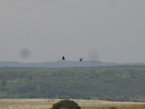 Zwei Vögel fliegen über eine grüne Landschaft mit sanften Hügeln im Hintergrund.